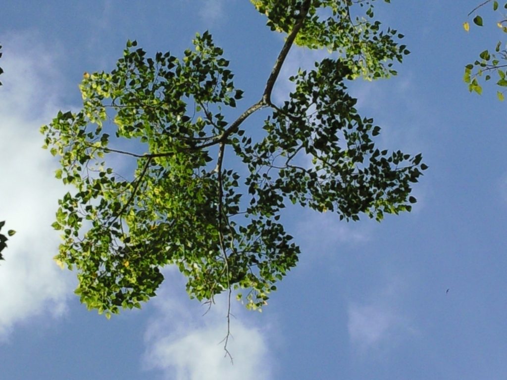 Looking up at the tree with the blue sky behind